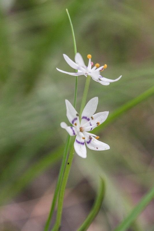 Early nancy (Wurmbea dioica)