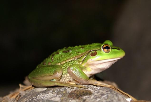Litoria raniformis (Growling Grass Frog)